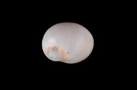 藏品(臍孔白玉螺)的圖片